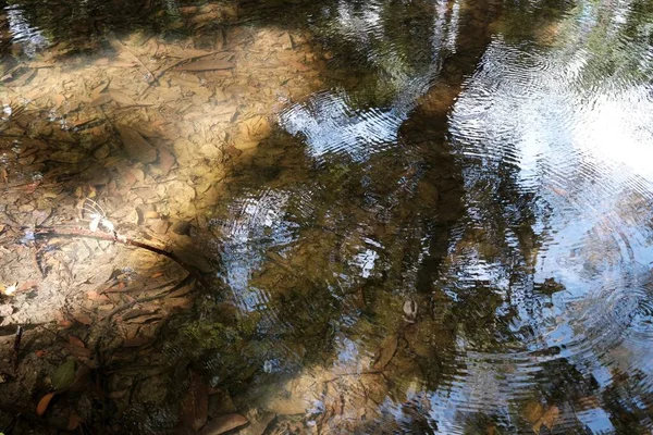Ripples on the Surface of Water in the Pond.