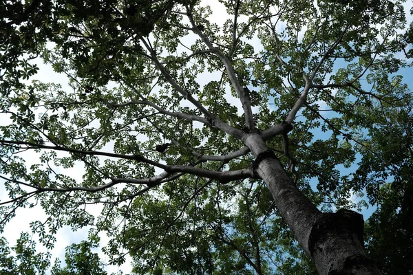 Вид Снизу Деревья Парке Фон — стоковое фото