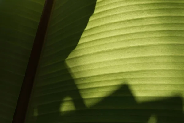 stock image Bottom View of Banana Leaf Texture for Background.