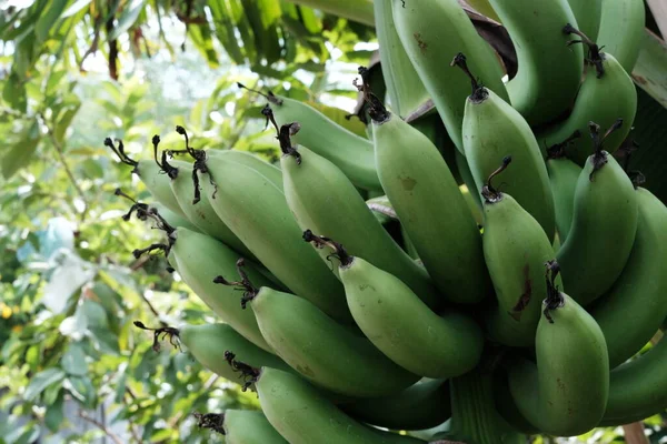 Syrové Banánové Ovoce Parku — Stock fotografie