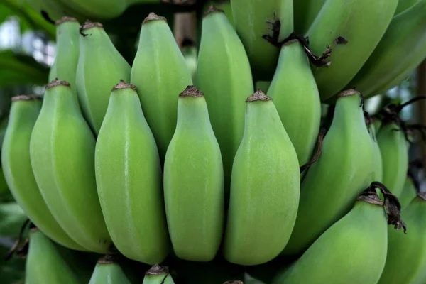 Surowe Owoce Bananowe Parku — Zdjęcie stockowe
