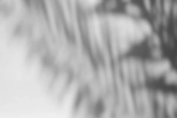Θολή Σκιά Φύλλα Καρύδας Κατάλληλο Για Backdrop Ιστορικό Και Επίδραση — Φωτογραφία Αρχείου