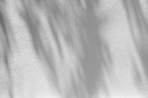 Weiße Kokosnuss Hinterlässt Schatten Auf Betonwand Textur Für Hintergrund — Stockfoto