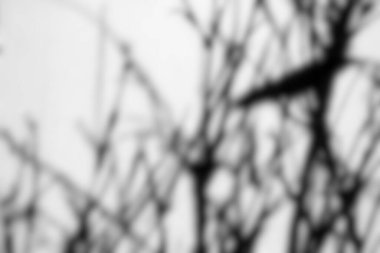 Beyaz Arkaplanda Beyaz Bulanık Bambu Şubesi, Ürün Resminde Üstüste, Renk ve Çoğaltma Efekti.