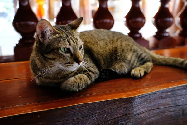 Cat Sleeping Wooden Bench — стоковое фото