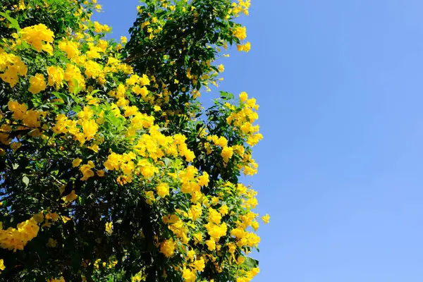 黄色い トランペット ブルースカイ — ストック写真