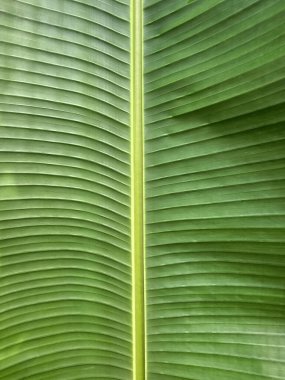 Yüzeyinde ışık huzmesi ve gölge olan muz yaprağı..