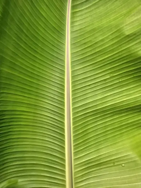 Banana Leaf with Light Beam and Shadow on the Surface.