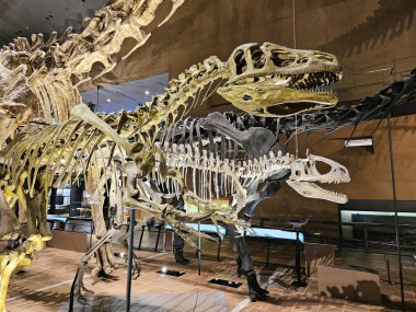 KITAKYUSHU, JAPONYA - 15 Kasım 2023: Kitakyushu Doğal Tarih ve İnsanlık Tarihi Müzesi 'nde gölgeli Raptor kemikleri. Fukuoka 'nın ünlü bir simgesidir..