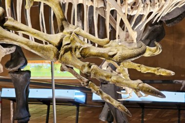 KITAKYUSHU, JAPONYA - 15 Kasım 2023: Kitakyushu Doğa Tarihi ve İnsanlık Tarihi Müzesi 'nde gölgeli Raptor pençesi. Fukuoka 'nın ünlü bir simgesidir..