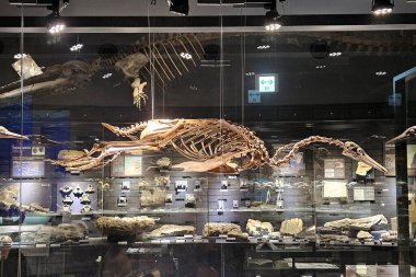 Kitakyushu, Japonya - 15 Kasım 2023: Kitakyushu Doğal Tarih ve İnsanlık Tarihi Müzesi 'nde Penguen iskeleti. Fukuoka 'nın ünlü bir simgesidir..