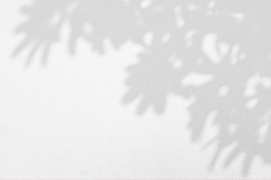 Metin İçin Yer Olan Temiz Beton Duvardaki Gölge Yaprakları.