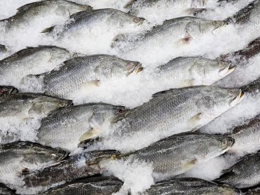Taze Barramundi Balığı ya da Asya Deniz Bası Pazar 'daki bir buz yatağında sergilendi.