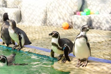 Suyun yanındaki Humboldt Penguenleri