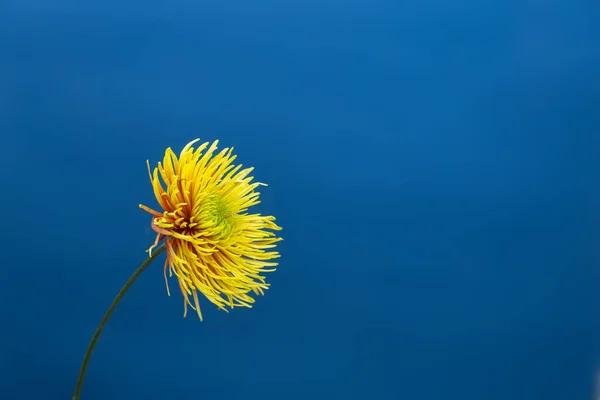 Koyu Mavi Arkaplana Karşı Sarı Paskalya Çiçeği Evet Minimum Ilkbahar — Stok fotoğraf