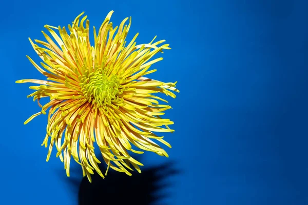 Flor Amarilla Aster Sobre Fondo Azul Profundo Concepto Mínimo Primavera — Foto de Stock