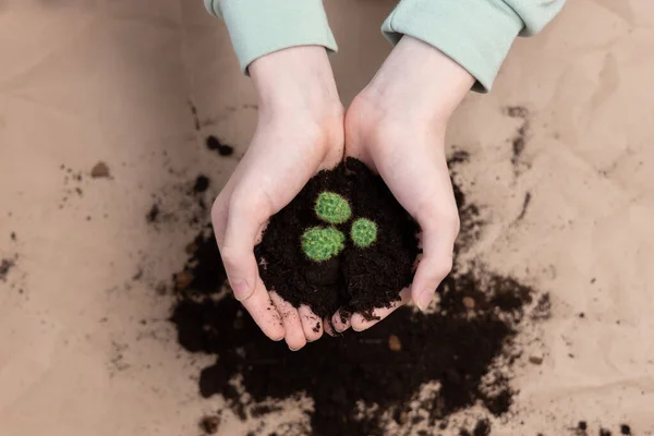 Hands holding soil with succulent plant, National houseplant appreciation day. Earth day, soil day concept.