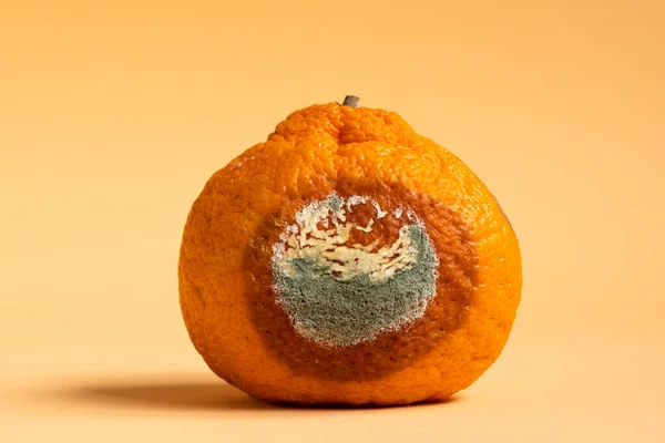 Moldy orange. Rottan moldy fruit. Mould, mildew covered foods. Concept of stop food waste day.