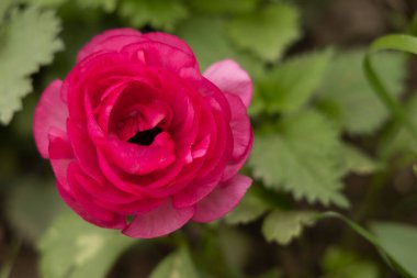 Pembe ranunculus çiçeği, yakın çekim, üst manzara, bahçe çiçekleri..