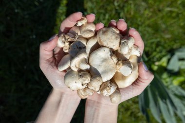 Kadınların elinde Cep mantarı, mantarları topla..