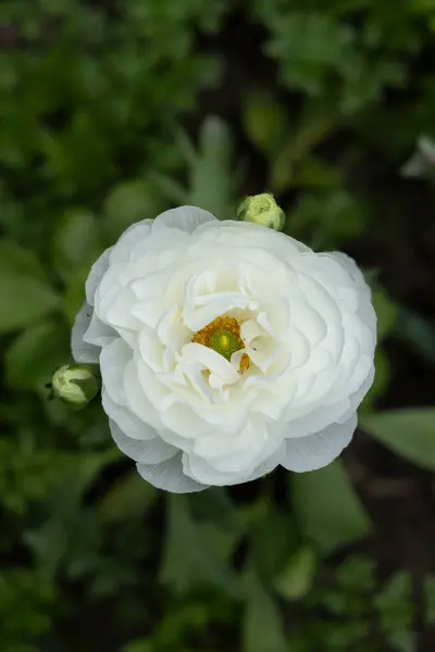 Stock image White ranunculus flower close-up, top view, garden flowers.