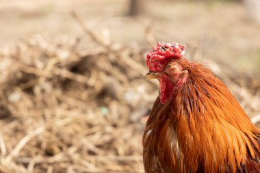  A close-up of a ginger rooster with a unique feature one missing eye. Illustrate related to farming, survival, countryside living, or the unique nature of animals clipart