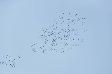 Baharda vinç göçü Kazakistan 'da.