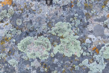 Renkli öğle yemekleri granit kayaları kaplar Kazakistan, Şymkent