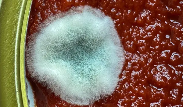 Kavanozda domates sosu üzerine beyaz küf, düzgün yiyecek depolama. Beyaz küf makroyu kapatır. Kavanozda domates sosu üzerine küflü mantar, düzgün yiyecek depolama. Yumuşak sporlar küf dokusu. 