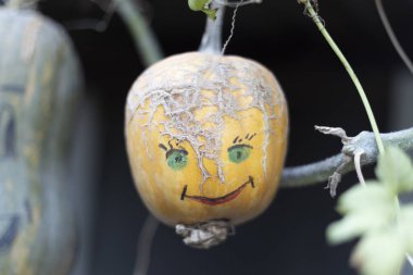 Sonbaharda Cadılar Bayramı için renkli boyanmış balkabağı.