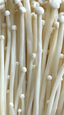 Enoki mantarlarına yakın çekim, kusursuz bir organik doku oluşturur. Narin beyaz gövdeler ve kapaklar yiyecek ve doğa temalı görseller için yumuşak, minimalist bir zemin oluşturur.