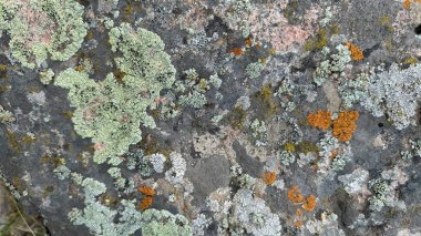 Çeşitli renkli yosun ve liken çeşitleriyle kaplı bir dağ kayasının yakın çekimi. Ayrıntılı doku, doğal bir arkaplan ya da tasarım ögesi olarak kullanılmasını ideal kılar.