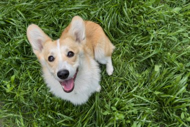 Corgi köpeği yeşil çimlerin üzerinde oturuyor kameraya bakıyor, bahar zamanı, boşluğu kopyala