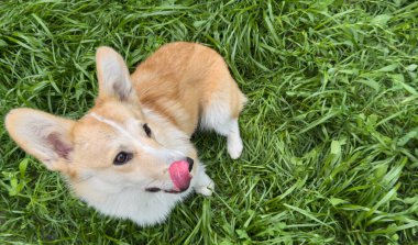Komik ve aç köpek yavrusu dudaklarını diliyle yalıyor. Kopya alanı olan yeşil çimenler. İştahın ve evcil hayvan davranış konseptinin sevimli ifadesi..