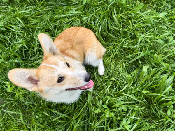 Yeşil çimlerin üzerinde oturan sağlıklı bir Corgi. Hayvan maması, veteriner bakımı veya köpek sağlığı ürünlerinin tanıtımı için ideal