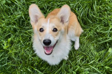 Gal Corgi Pembroke köpeği arka bahçede taze yeşil çimlerde oturuyor. Mükemmel bir sakinlik ve merak anı. Evcil hayvan içeriği ve açık hava yaşam tarzı temaları için uygundur.