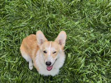 Oyuncu Galli Corgi Pembroke çimenlerde oturuyor ve göz kırpıyor. Sevimli hayvan ifadesi, mizah anlayışı, neşe ve köpek duyguları..