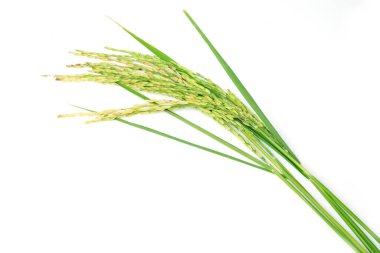Taze pirinç bitkisi. Beyaz arka planda izole edilmiş yeşil başak pirinci.
