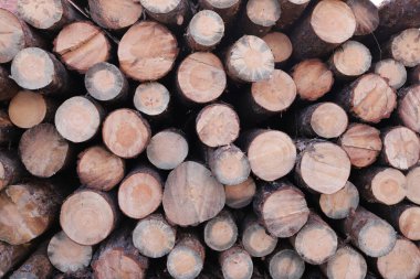 Ahşap günlüklerin doku arkaplanı