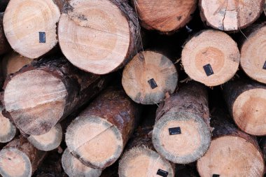 Ahşap günlüklerin doku arkaplanı