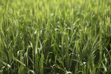 Yeşil buğday tarlasını kapatın.