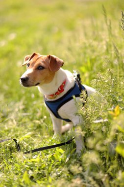 Jack Russell parktaki çimlerde bir köpek yavrusu. Dikey Yönlendirme