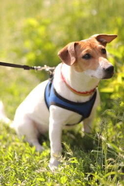 Jack Russell parktaki çimlerde bir köpek yavrusu. Dikey Yönlendirme