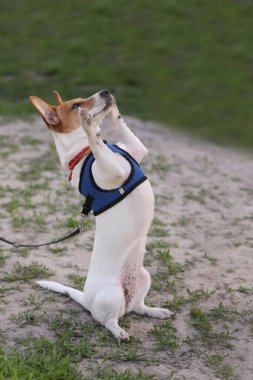 Jack Russel köpek yavrusu parkta terzi komutanlığı yapıyor.