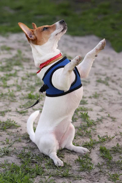 stock image Jack russell puppy performs dressier commands in the park