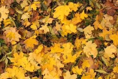 Sarı sonbahar akçaağaç yaprakları ormana düştü.