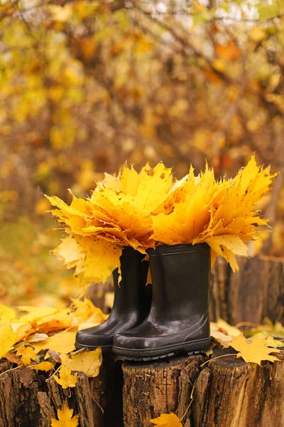 Jesienny Bukiet Żółtych Liści Klonu Gumowym Bucie Jesienny Skład Lesie — Zdjęcie stockowe