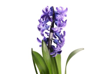 Geniş geacinth çiçeği, beyaza izole edilmiş stoklar.