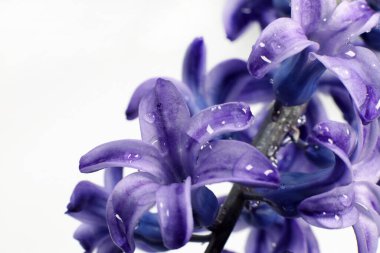 Sümbül çiçekleri beyazda izole edilmiş makroyu kapatır