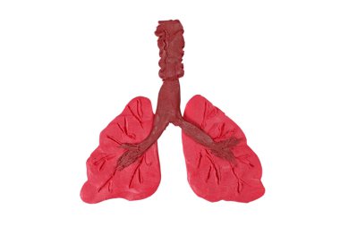 Plastik insan akciğeri modeli beyaza izole edilmiş. Solunum sistemi